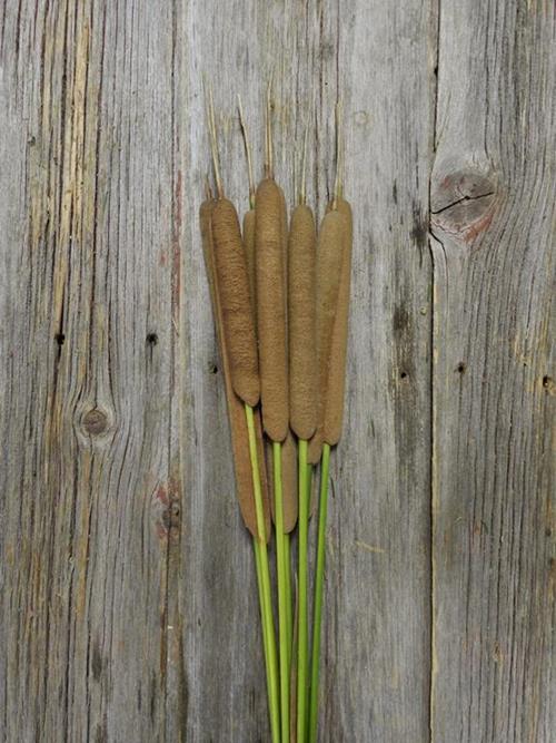 BROWN CAT TAILS